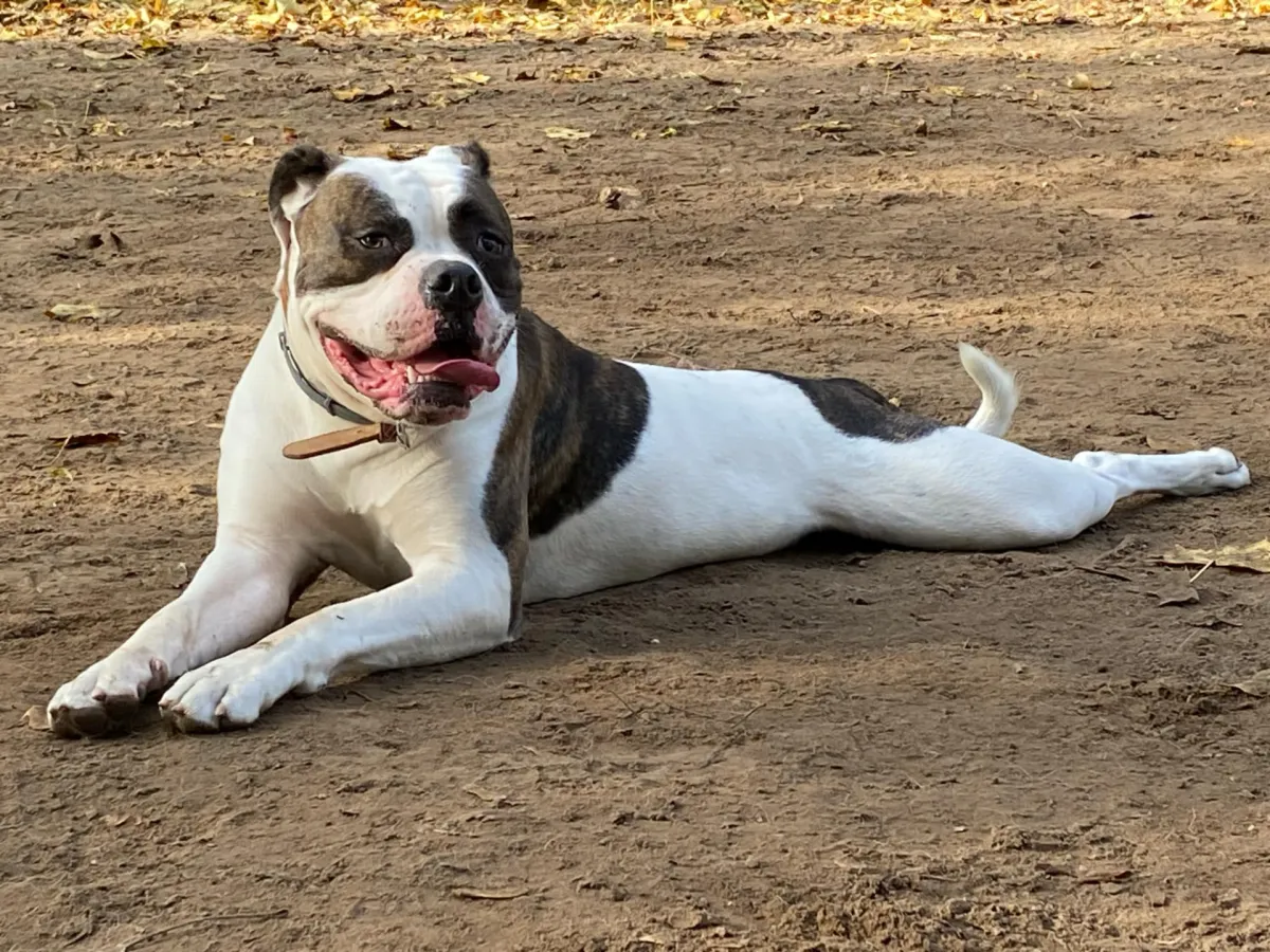 Zorka – N alom amerikai buldog