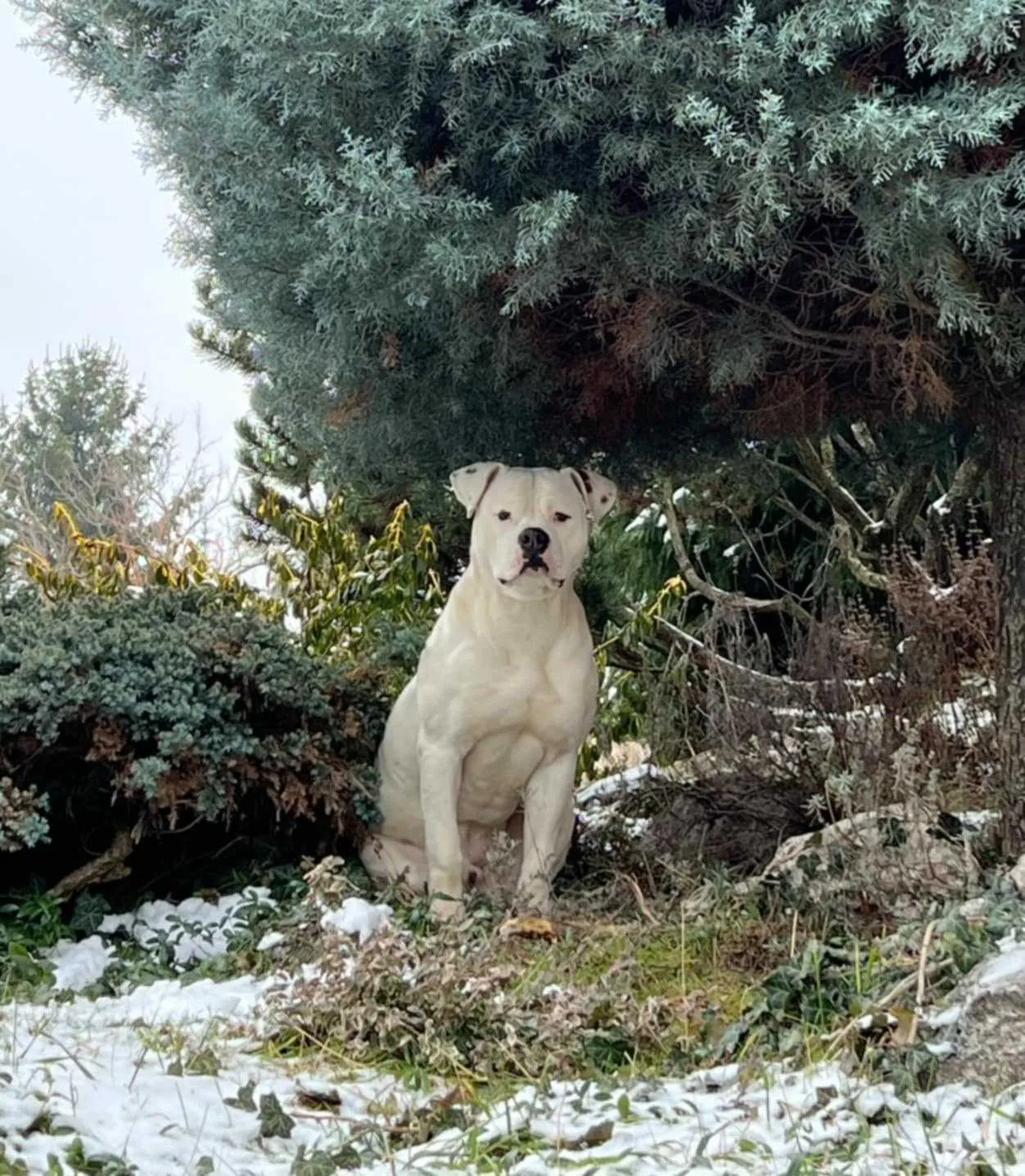 Standard típusú amerikai buldog a Facebull kennelből – 1. kép