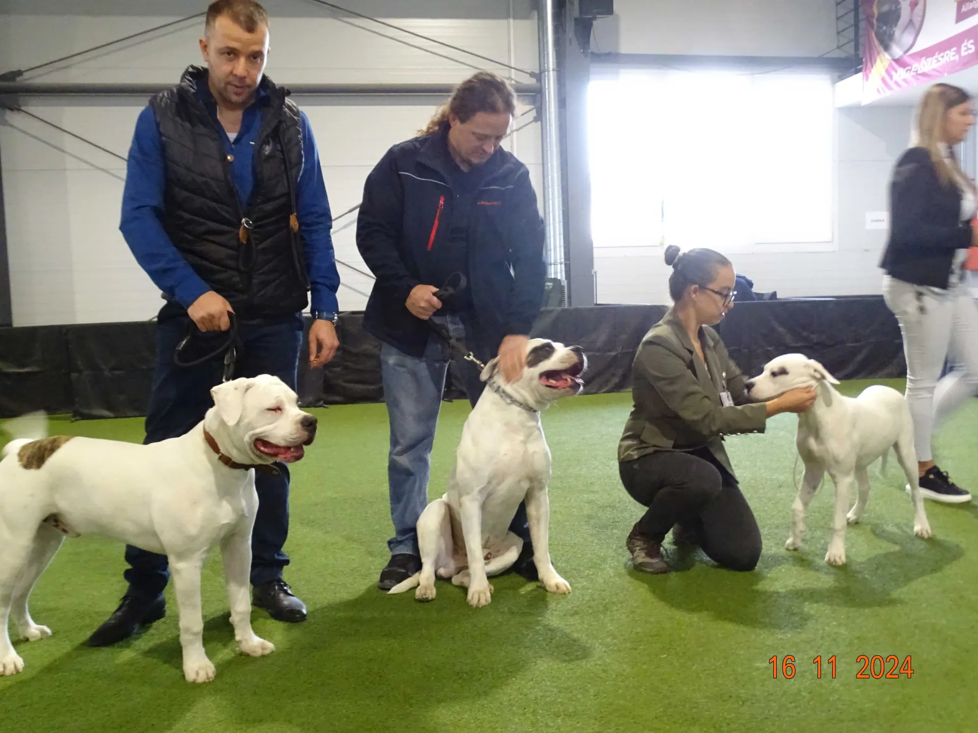 Standard típusú amerikai buldog a Facebull kennelből – 8. kép