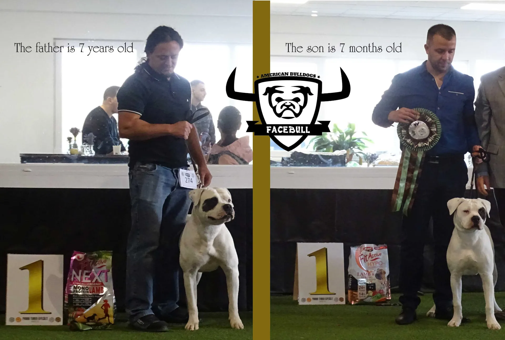 Standard típusú amerikai buldog a Facebull kennelből – 52. kép