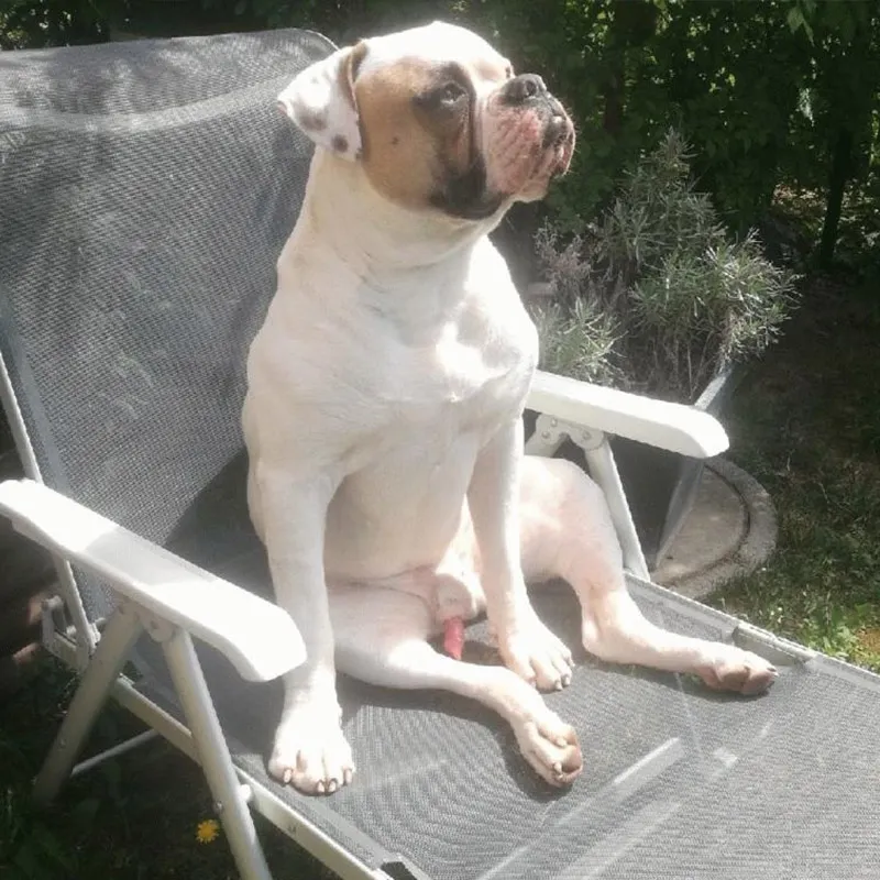Lucky Bear – D alom amerikai buldog