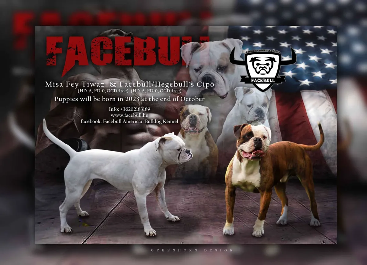 N alom fedeztetési plakátja – Misa Facebull Fey Tiwaz X Hegebull's Cipó of Facebull