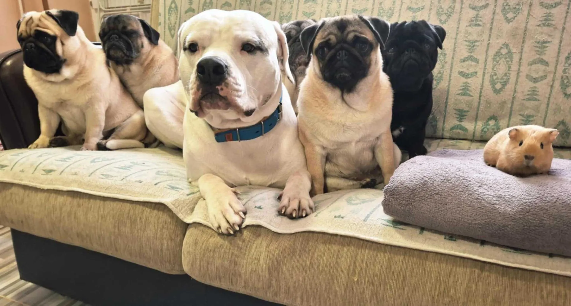 Standard típusú amerikai buldog a Facebull kennelből – 16. kép