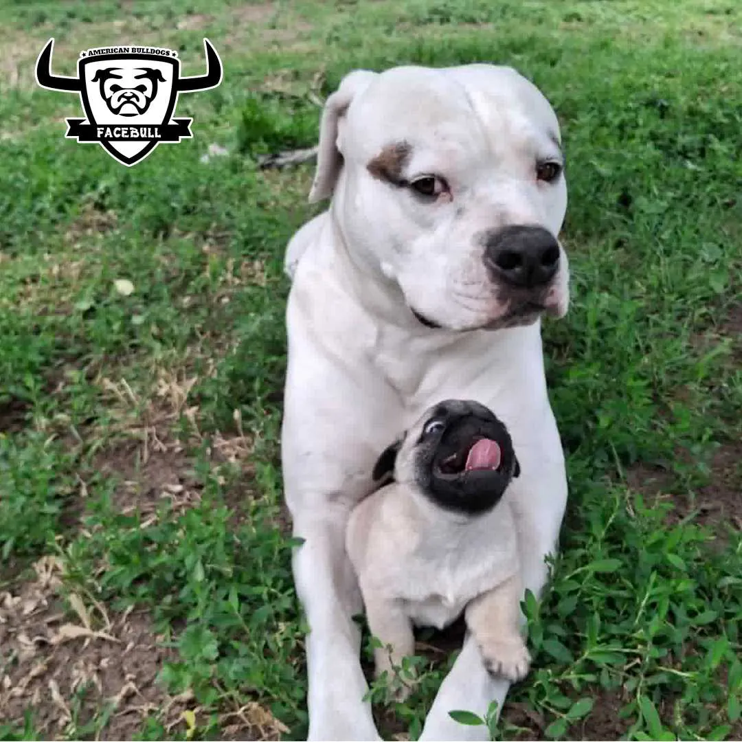 Standard típusú amerikai buldog a Facebull kennelből – 14. kép