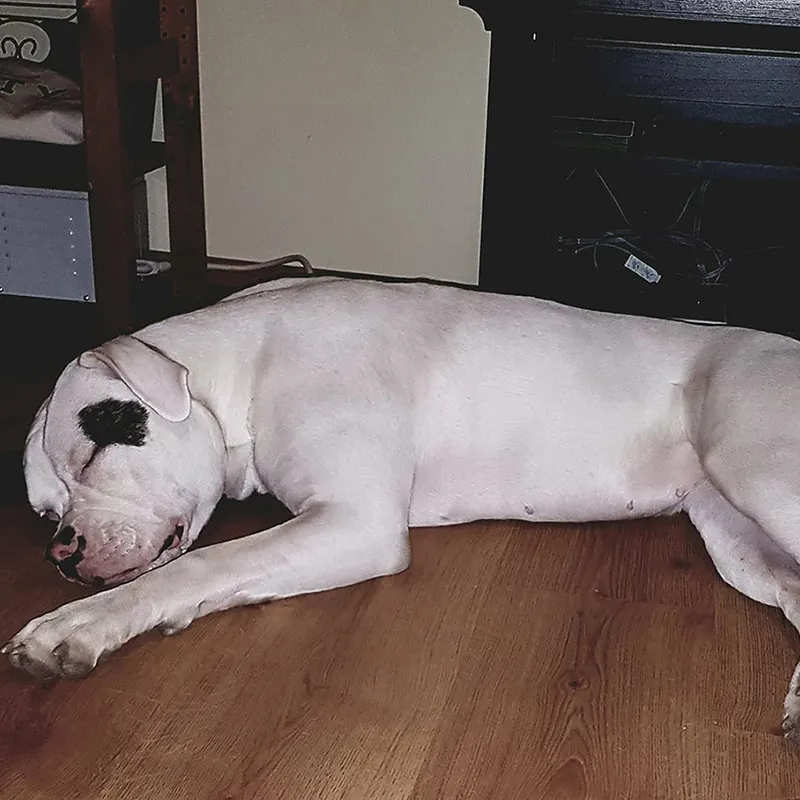 Eve – D alom amerikai buldog