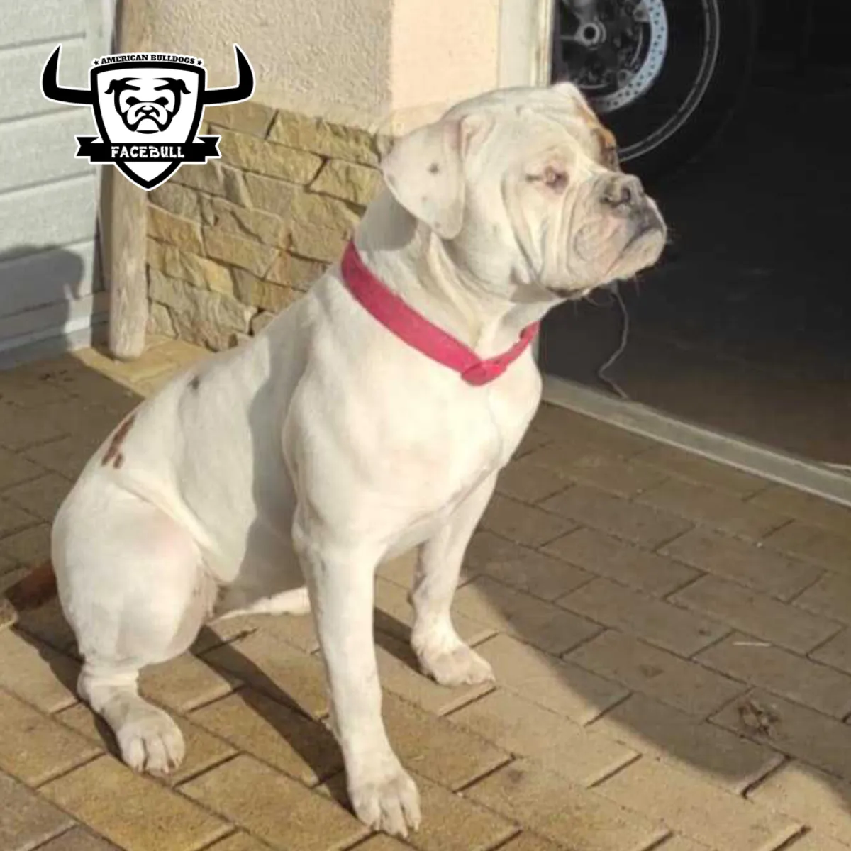 Vilma – P alom amerikai buldog
