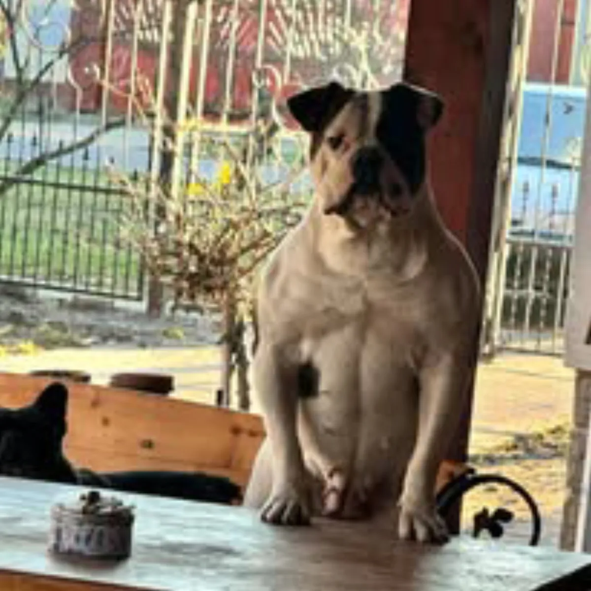 Luna – N alom amerikai buldog