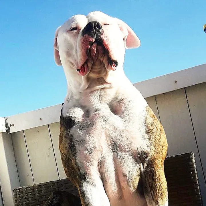 Misha – E alom amerikai buldog