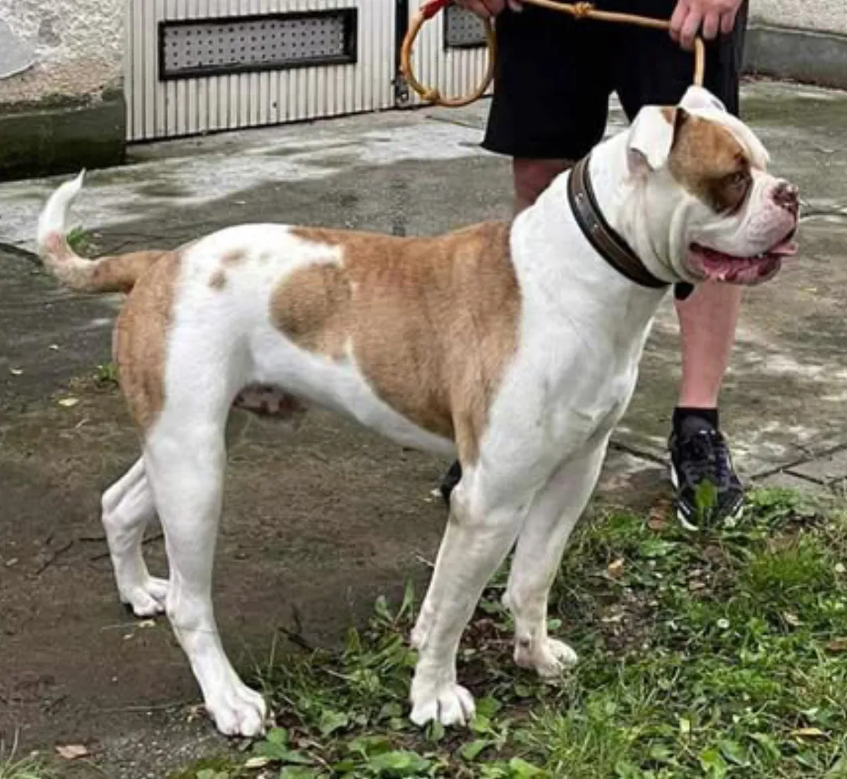 Alfi – M alom amerikai buldog