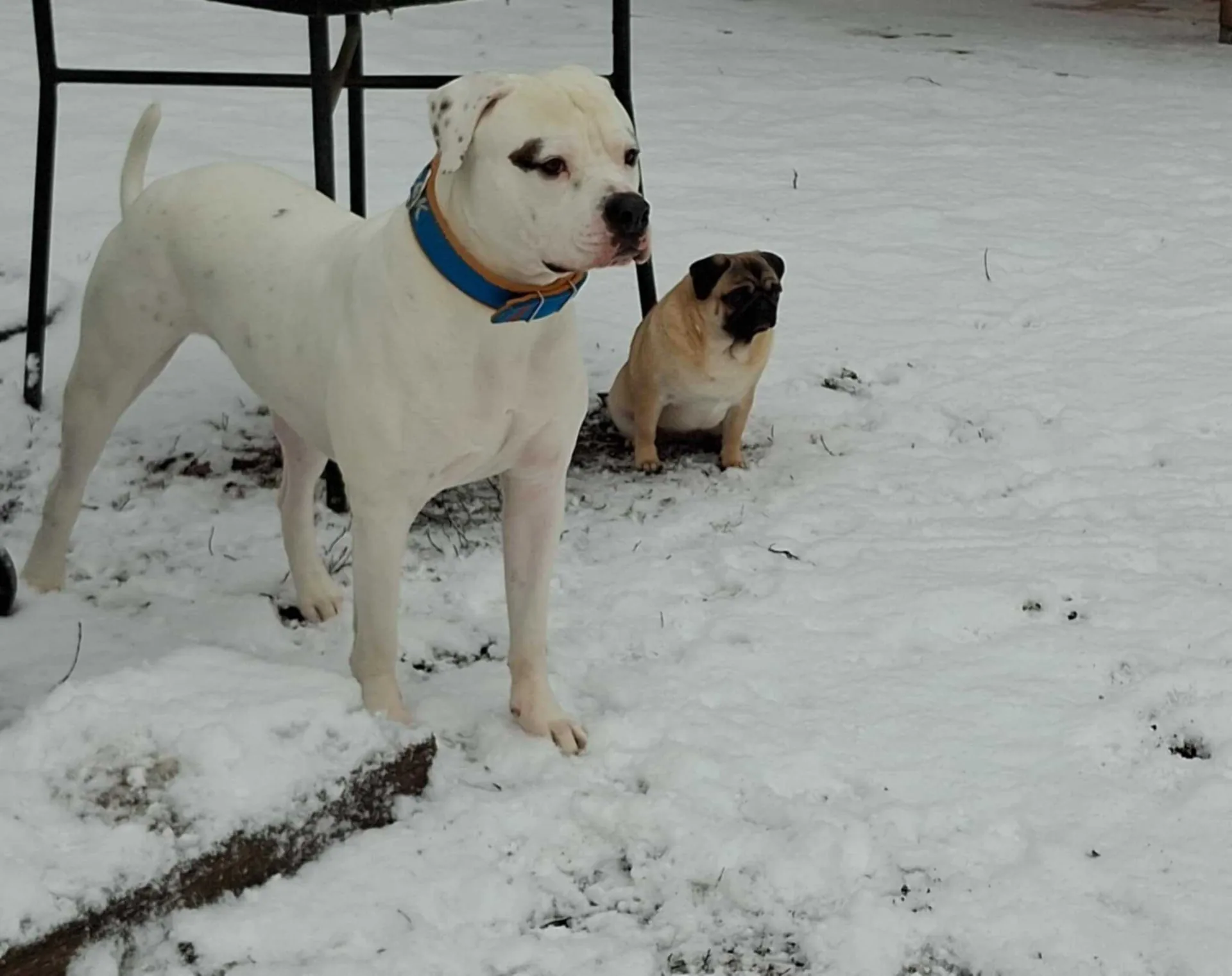 Standard típusú amerikai buldog a Facebull kennelből – 21. kép
