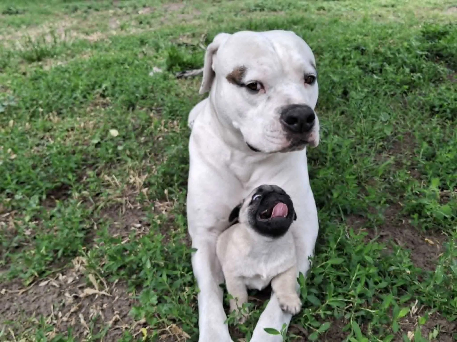 Standard típusú amerikai buldog a Facebull kennelből – 15. kép