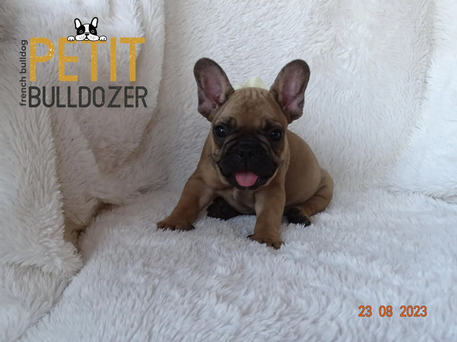 Francia buldog kölyök a Petit Bulldozer kennelből – 10. kép