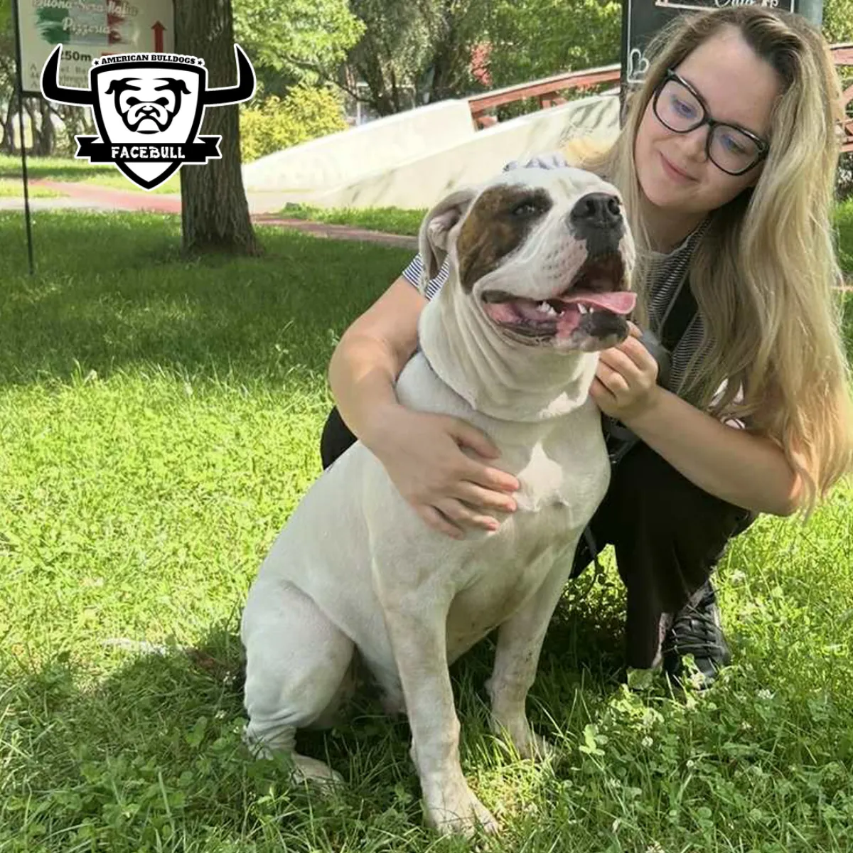 Oszkár – P alom amerikai buldog
