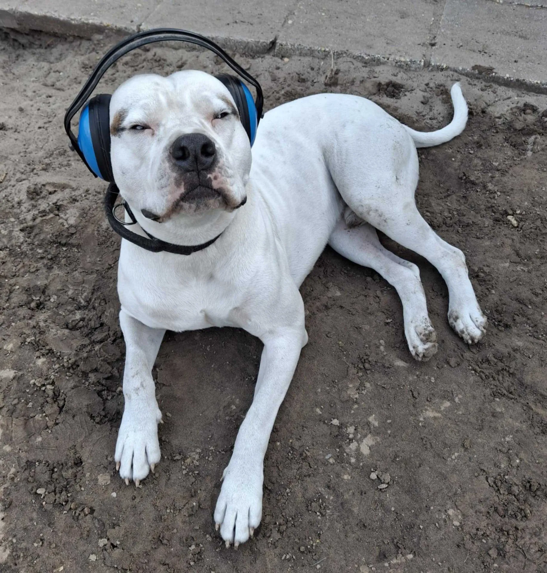 Standard típusú amerikai buldog a Facebull kennelből – 10. kép