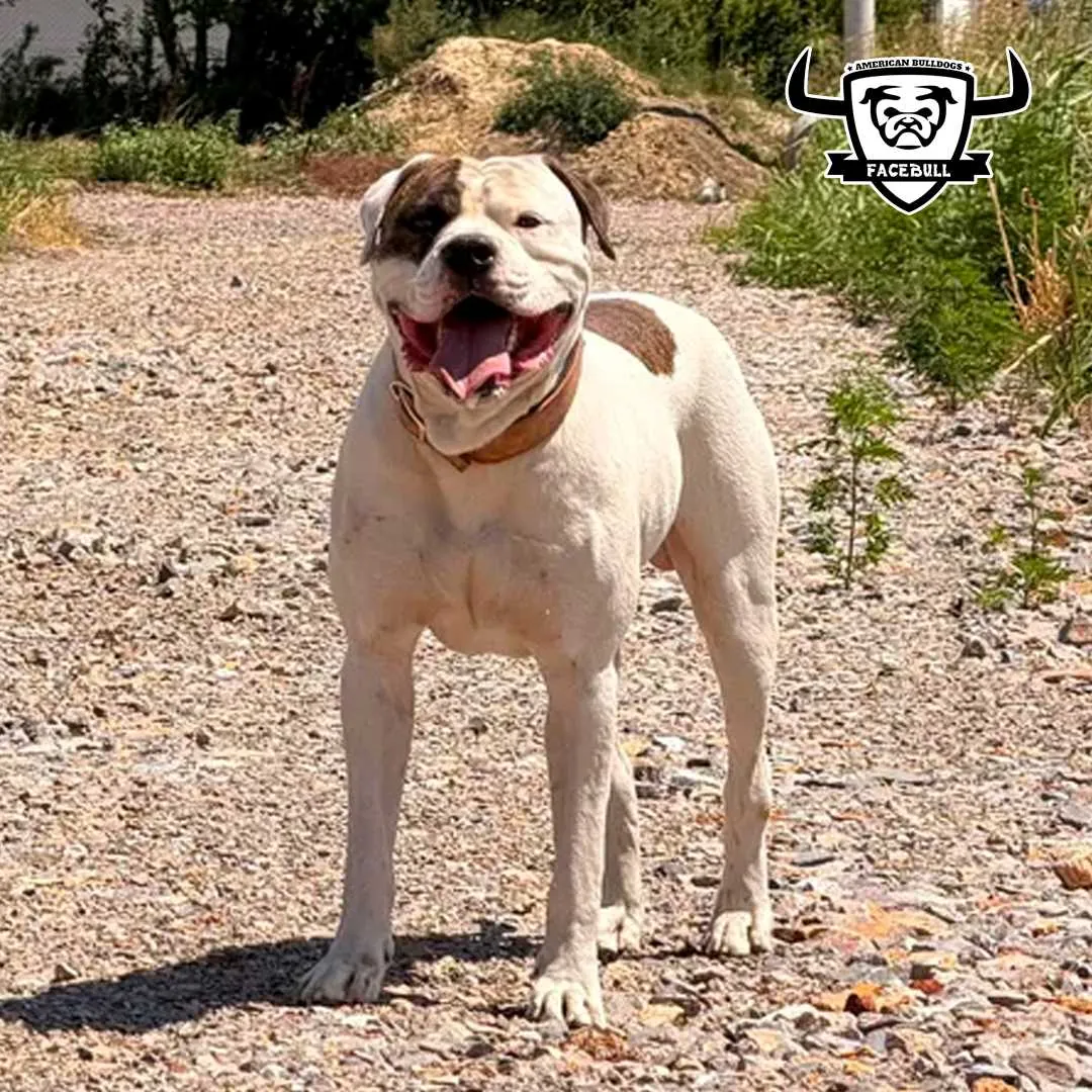 Standard típusú amerikai buldog a Facebull kennelből – 6. kép