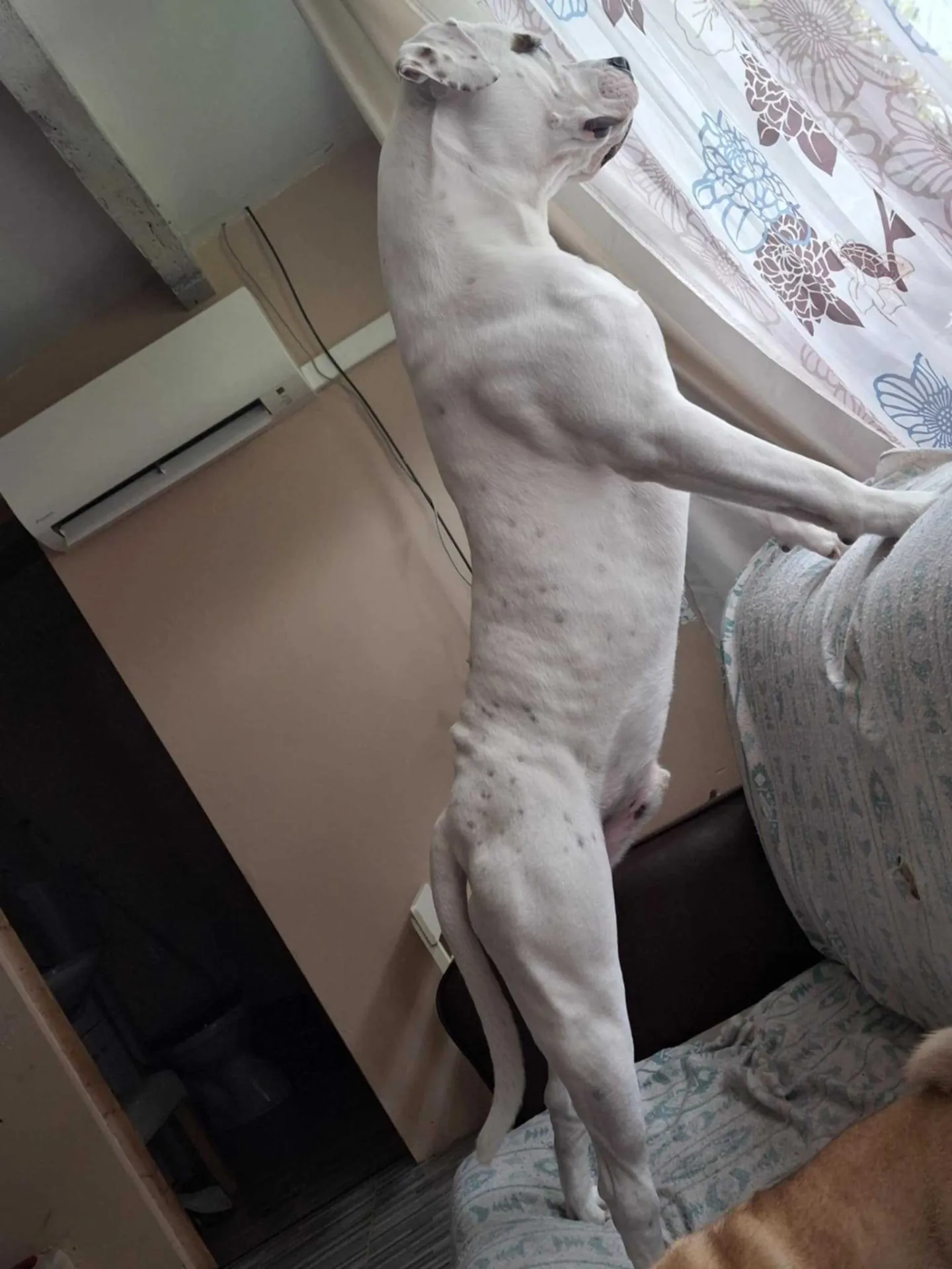 Standard típusú amerikai buldog a Facebull kennelből – 23. kép