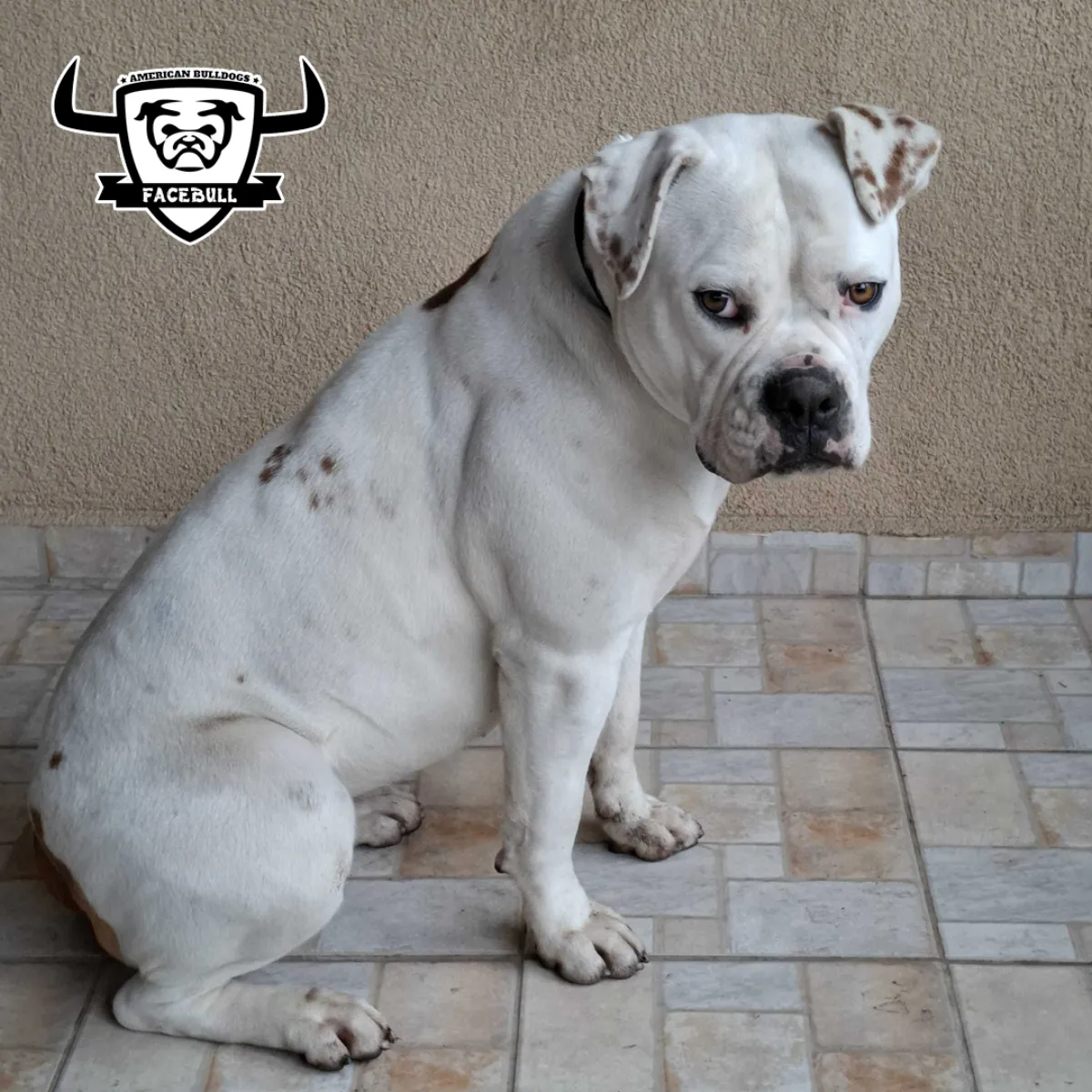 Liza – P alom amerikai buldog