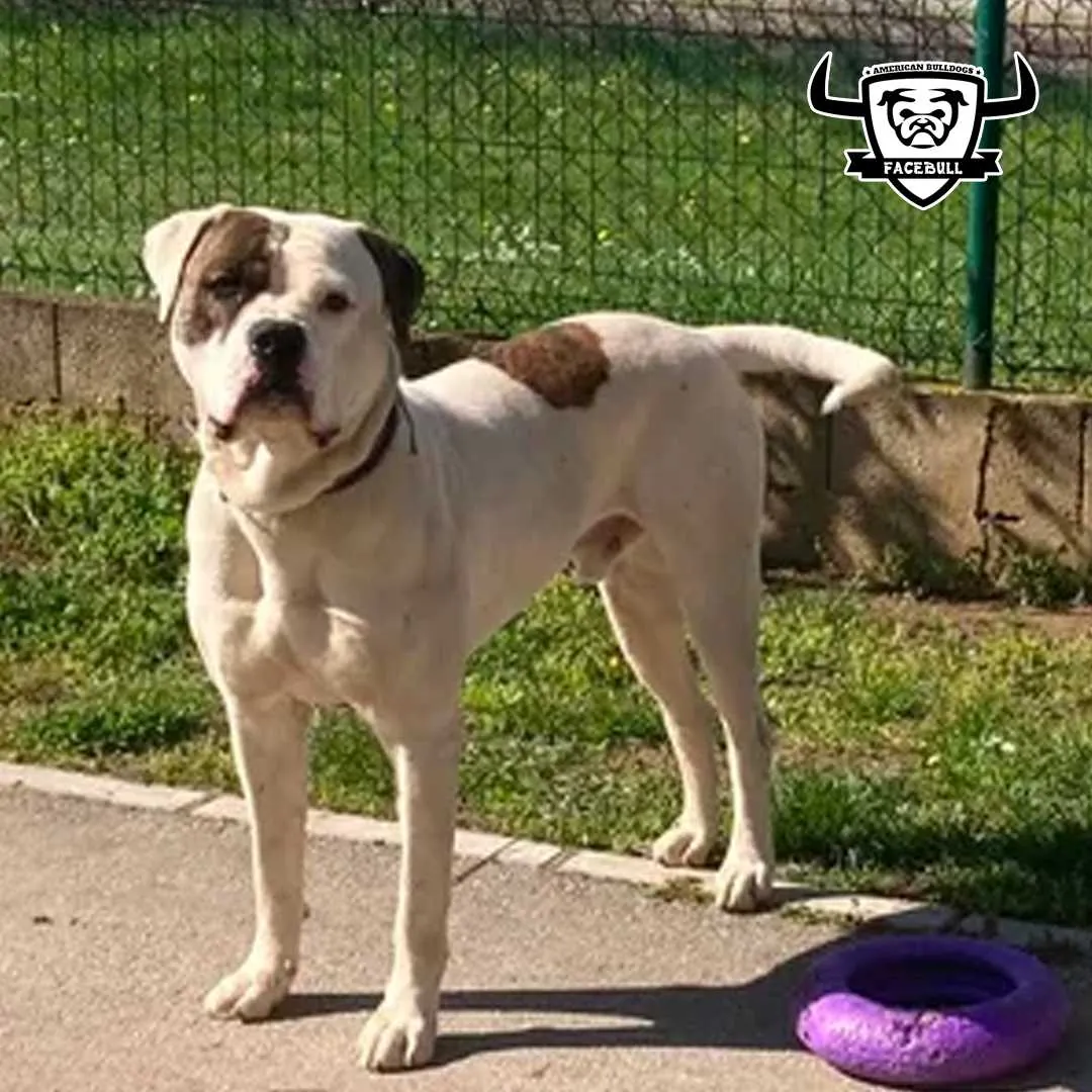 Standard típusú amerikai buldog a Facebull kennelből – 7. kép