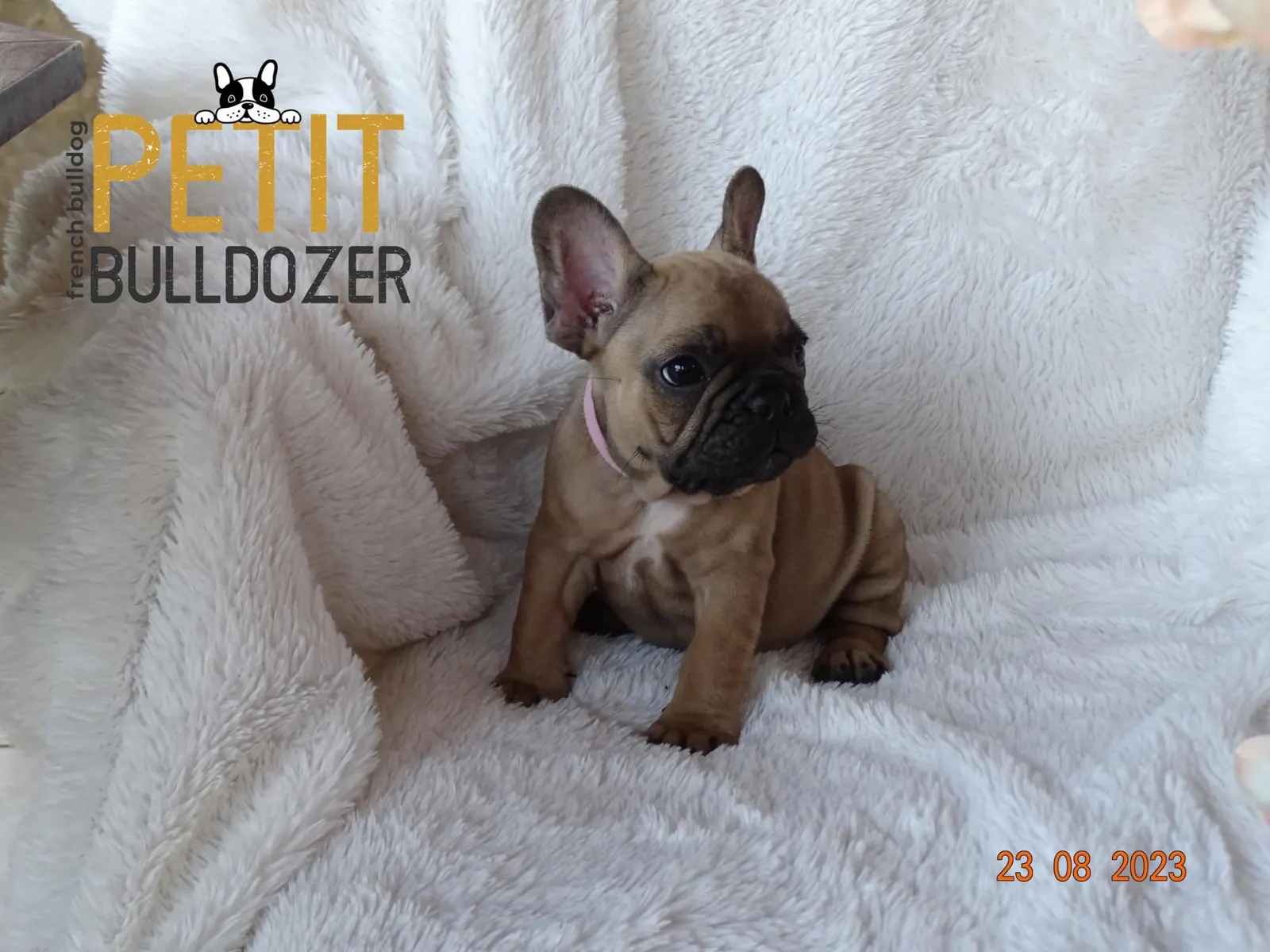 Francia buldog kölyök a Petit Bulldozer kennelből – 9. kép