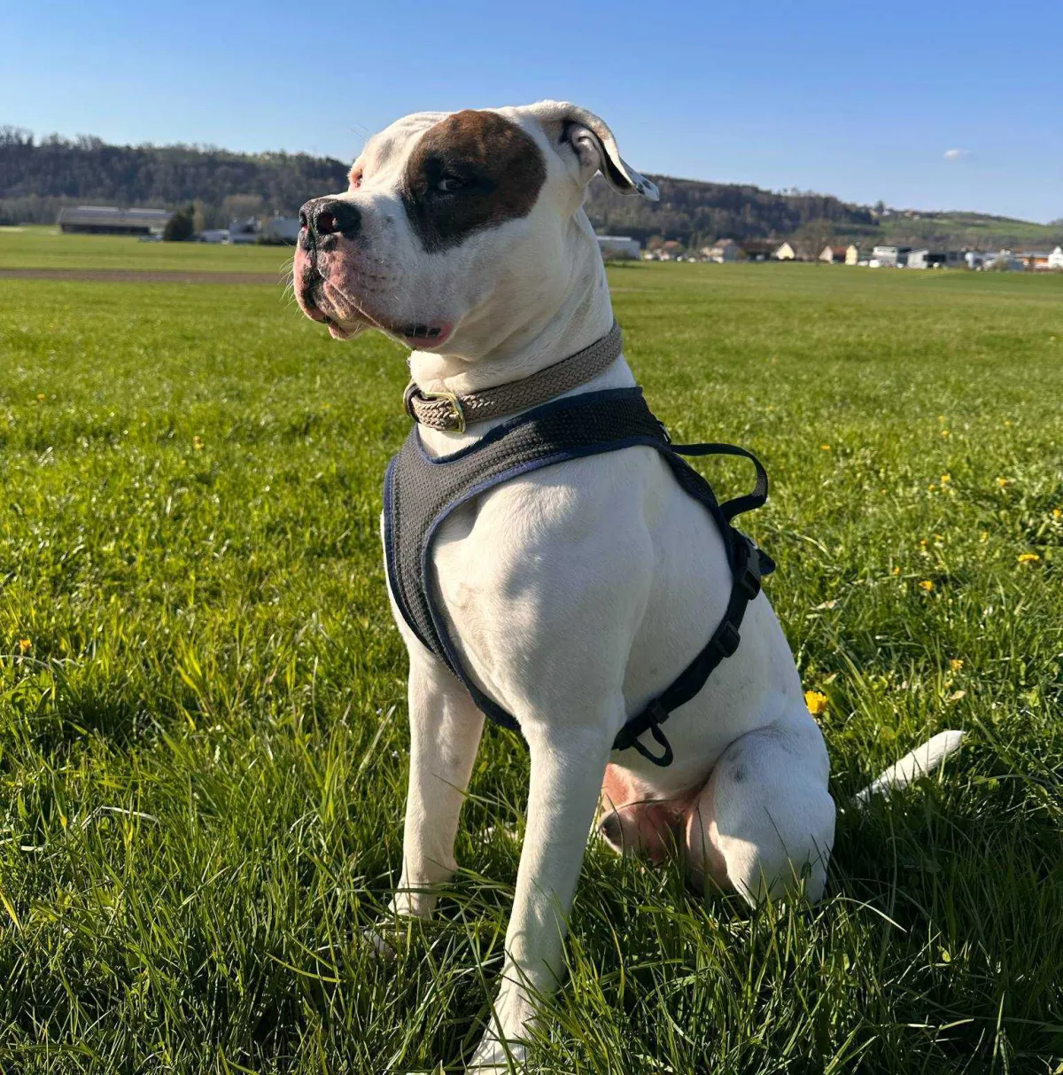 Django – O alom amerikai buldog