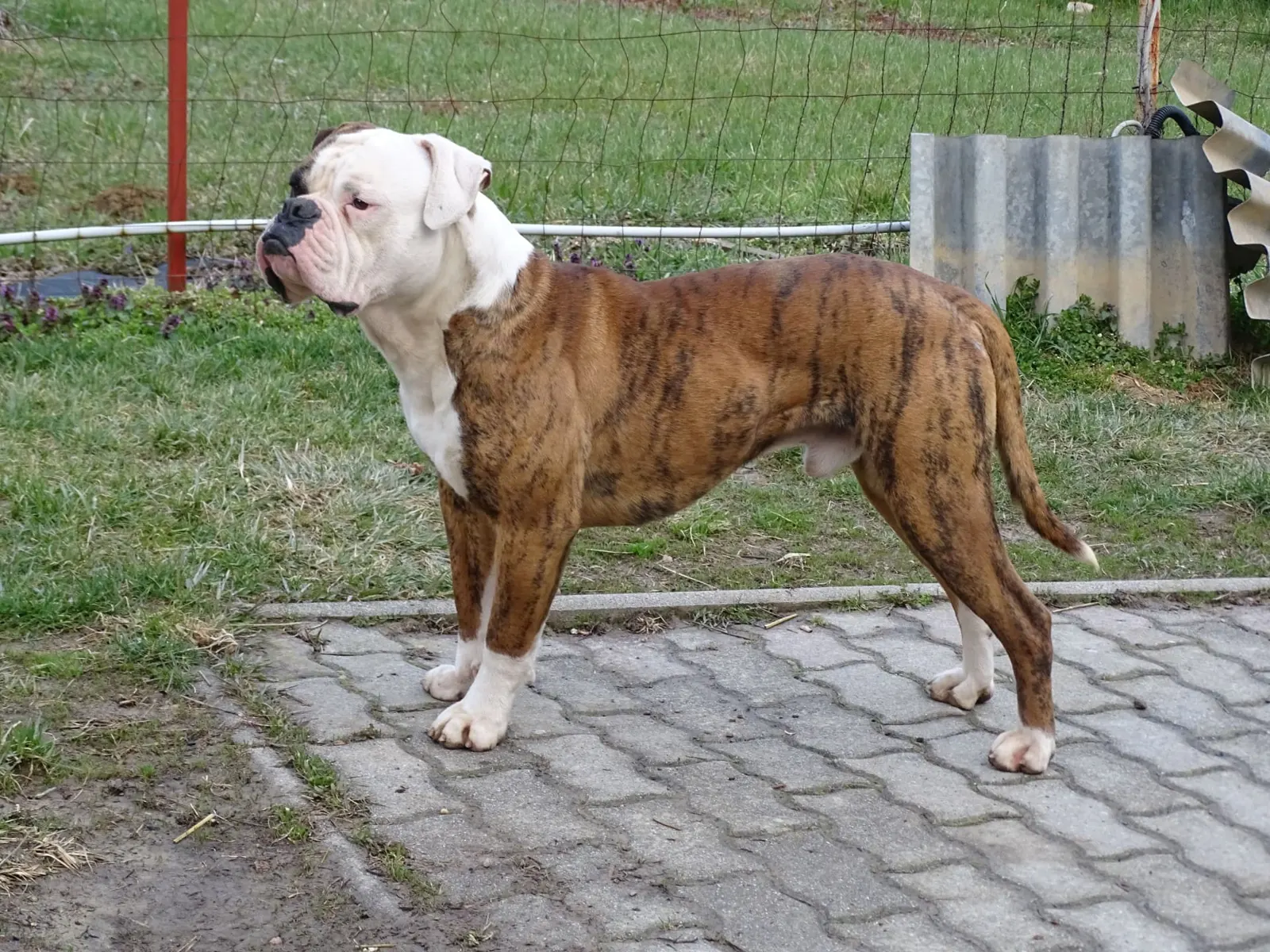 Misa, a tigriscsíkos-fehér amerikai buldog oldalnézetben áll