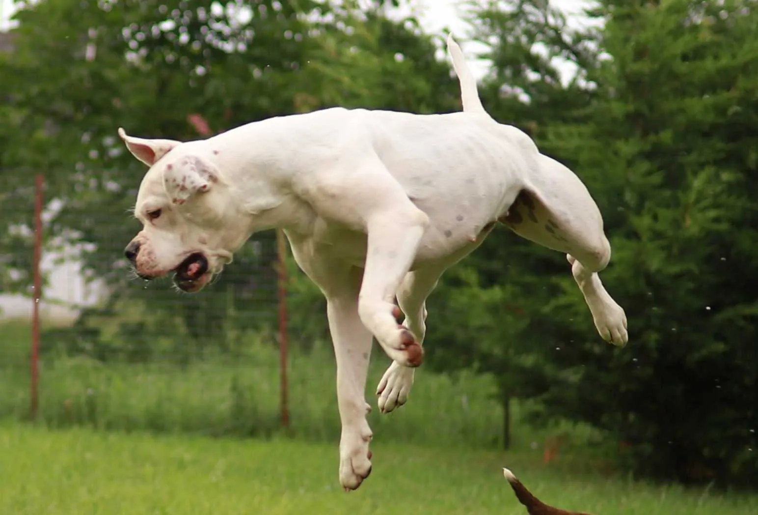 Standard típusú amerikai buldog a Facebull kennelből – 46. kép