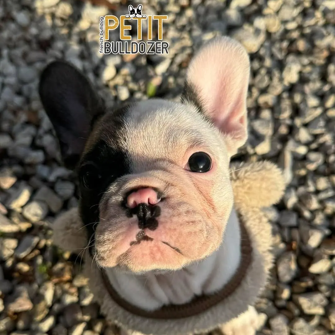 Francia buldog kölyök a Petit Bulldozer kennelből – 2. kép