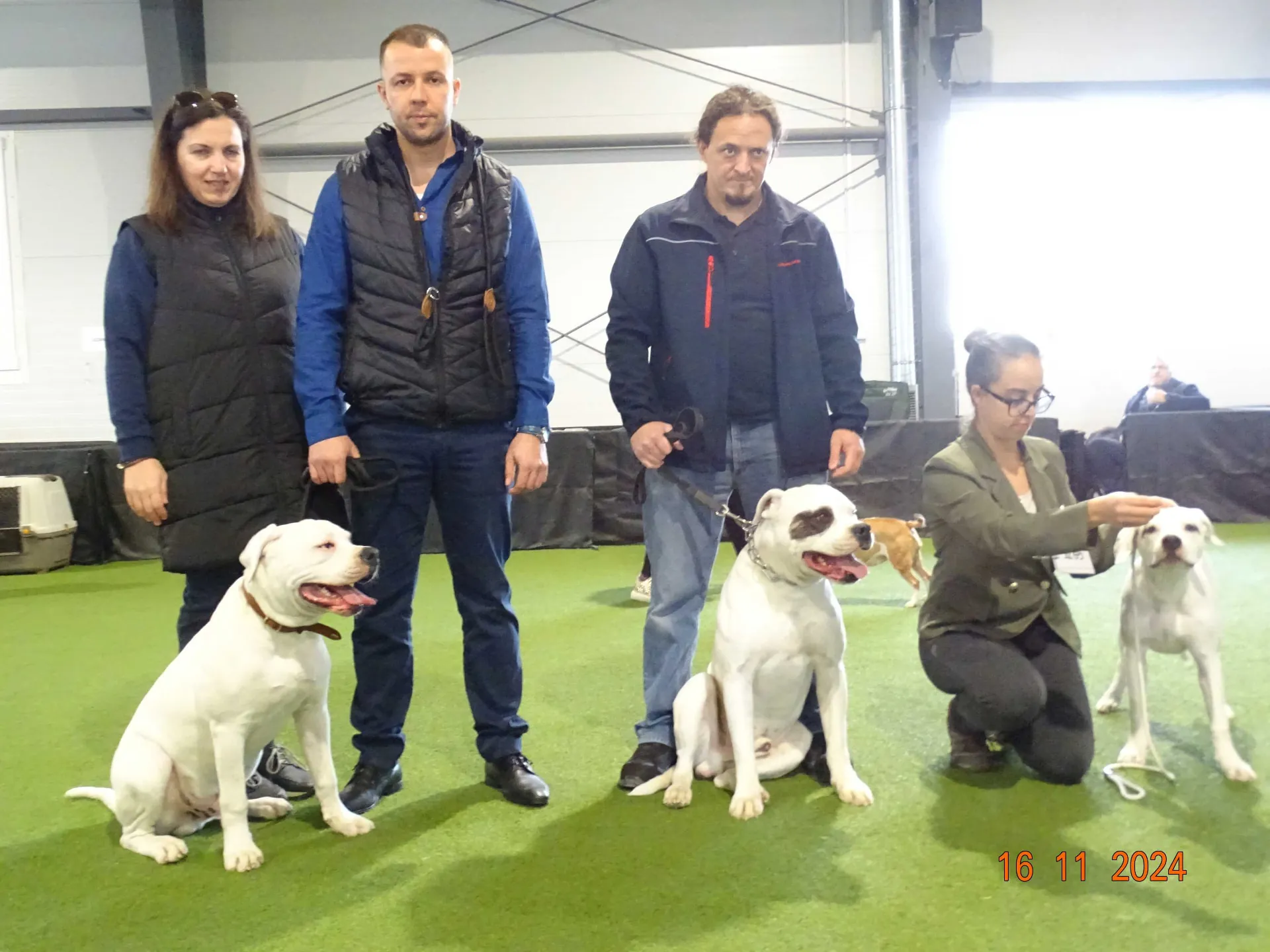 Standard típusú amerikai buldog a Facebull kennelből – 9. kép