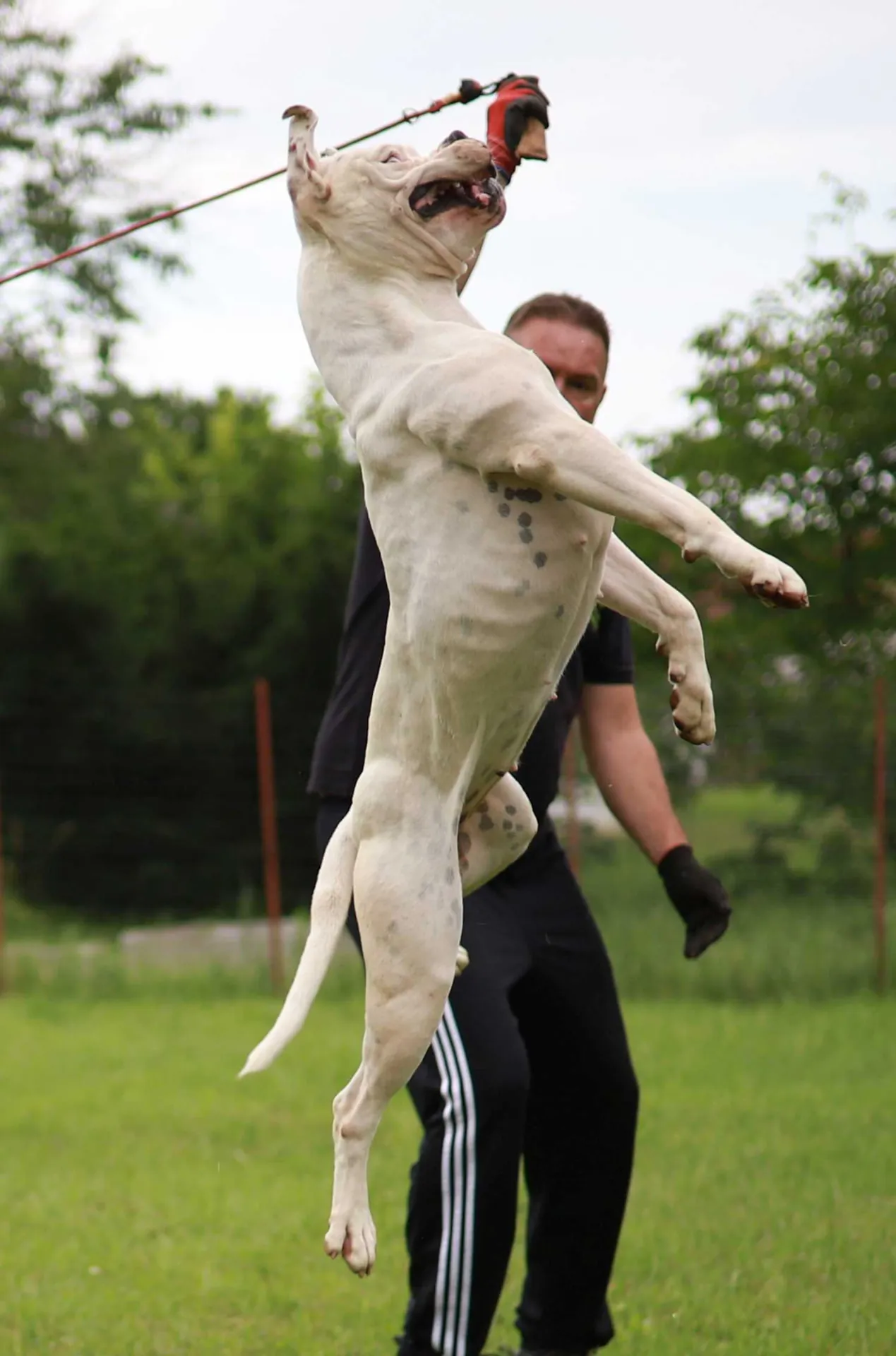 Standard típusú amerikai buldog a Facebull kennelből – 48. kép