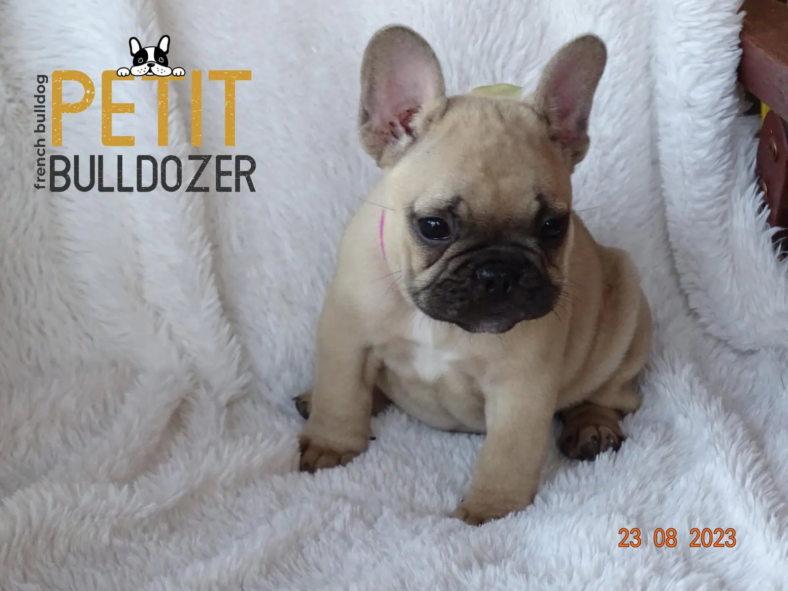 Francia buldog kölyök a Petit Bulldozer kennelből – 15. kép