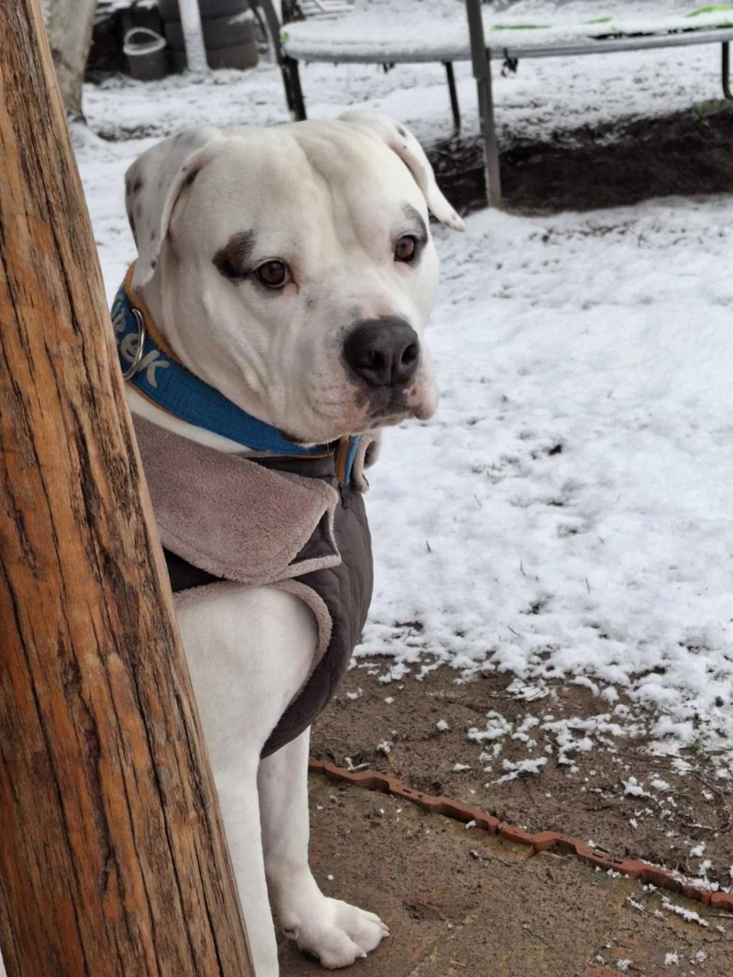 Standard típusú amerikai buldog a Facebull kennelből – 20. kép