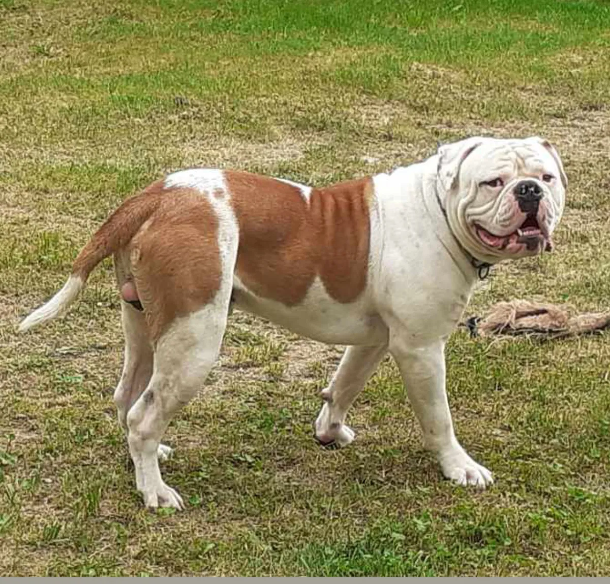 Dante – M alom amerikai buldog