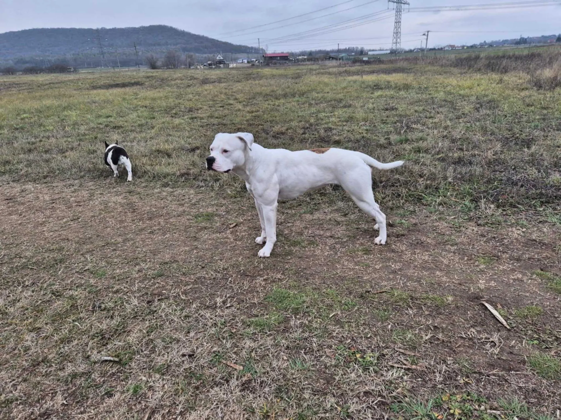 Standard típusú amerikai buldog a Facebull kennelből – 28. kép