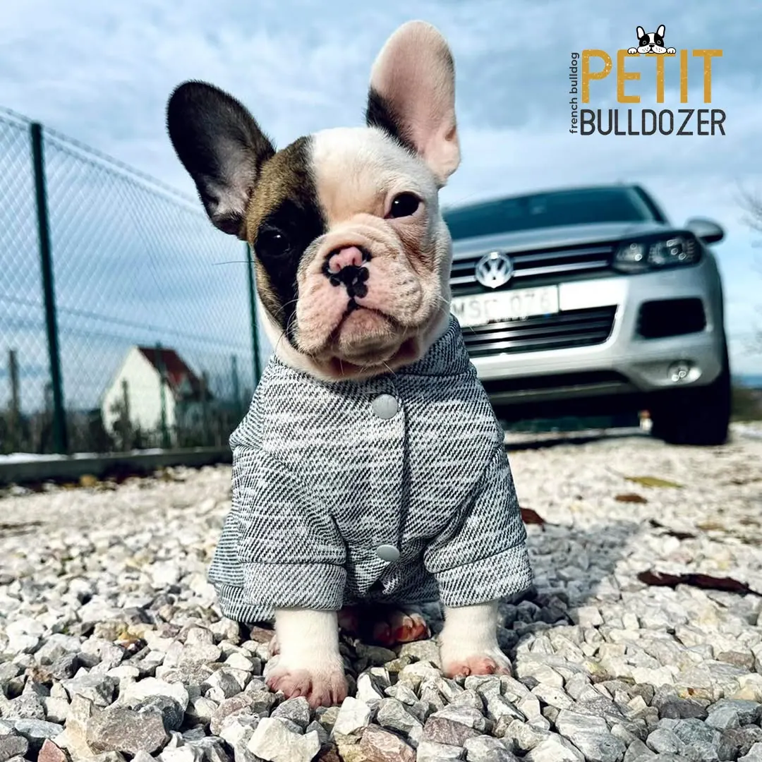 Francia buldog kölyök a Petit Bulldozer kennelből – 6. kép