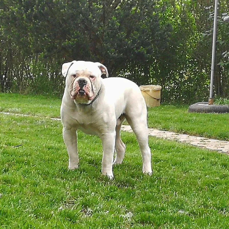 Apacs Jr. – D alom amerikai buldog
