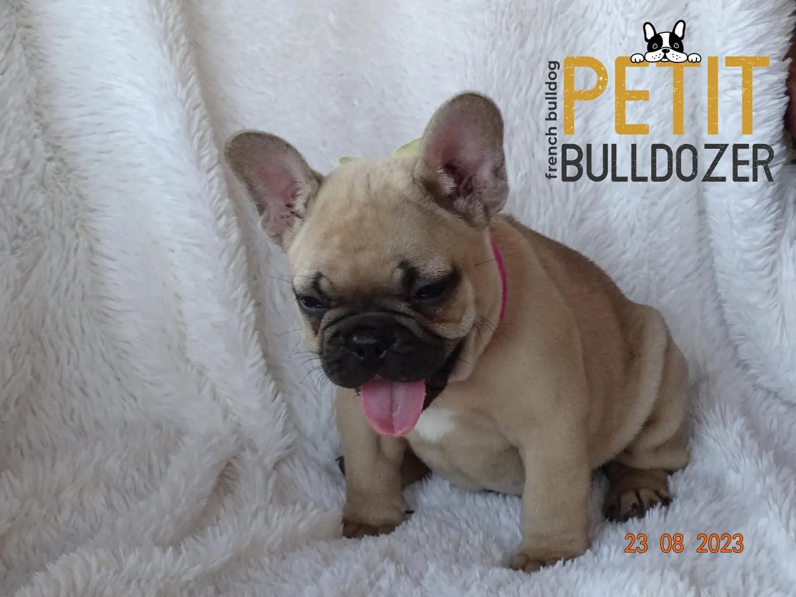 Francia buldog kölyök a Petit Bulldozer kennelből – 12. kép