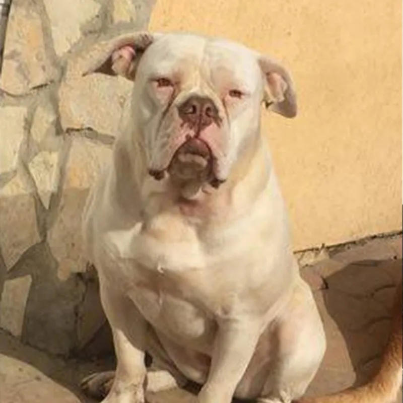 Maya – A alom amerikai buldog