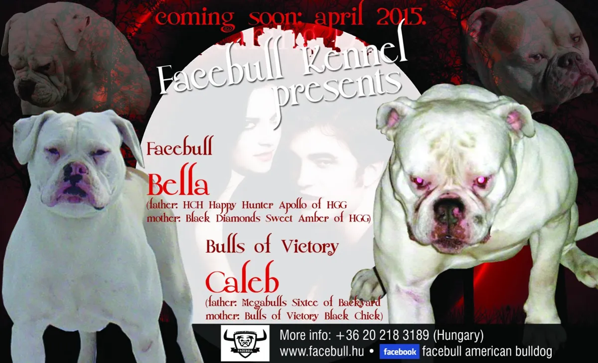 A alom fedeztetési plakátja – Bulls of Victory Matrix a.k.a. Caleb X Hell's Gate Guardian Bella of Facebull