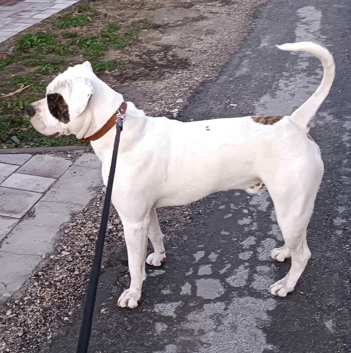 Zeusz – O alom amerikai buldog