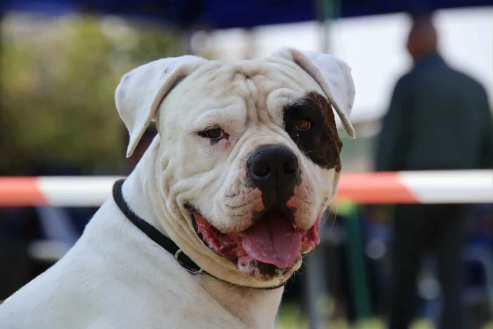 Standard típusú amerikai buldog a Facebull kennelből – 40. kép
