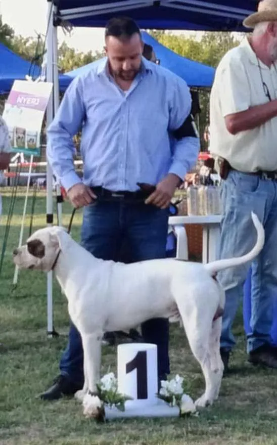 Standard típusú amerikai buldog a Facebull kennelből – 43. kép