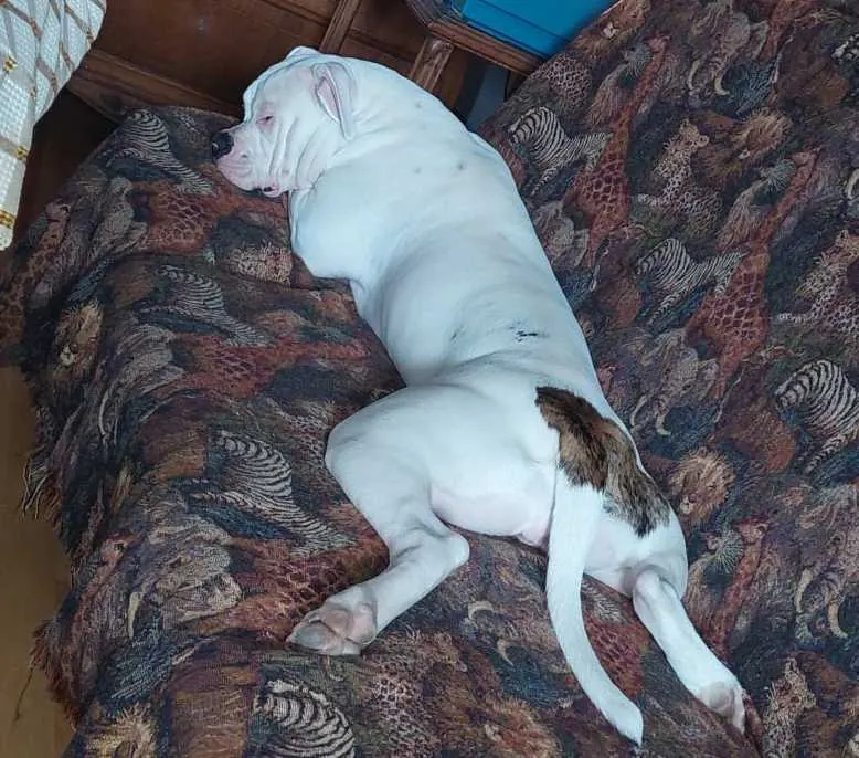 Standard típusú amerikai buldog a Facebull kennelből – 26. kép