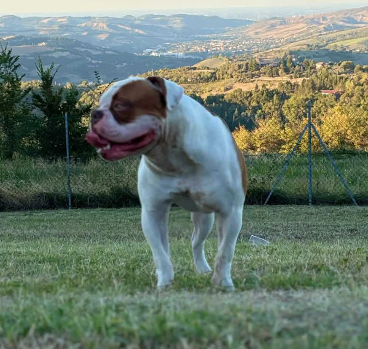 Laica – Q alom amerikai buldog
