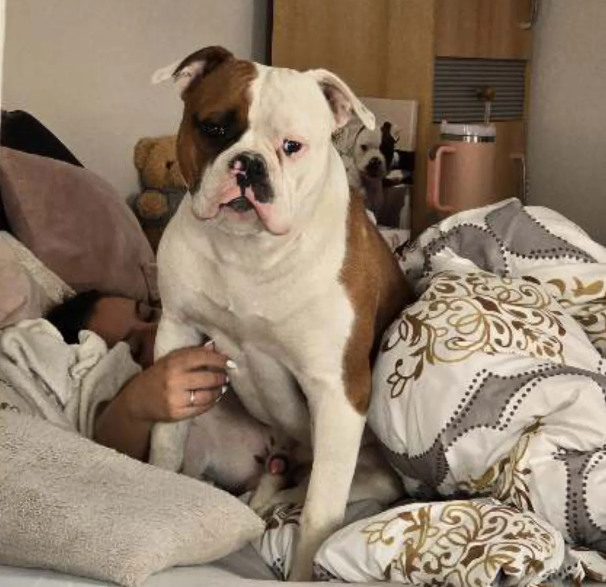 Rocky – N alom amerikai buldog