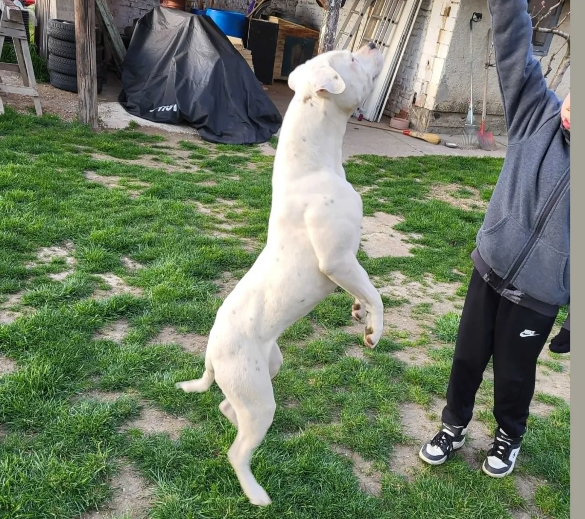 Nara – O alom amerikai buldog