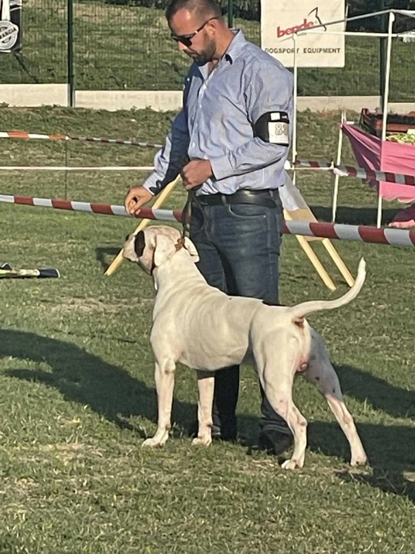 Standard típusú amerikai buldog a Facebull kennelből – 50. kép