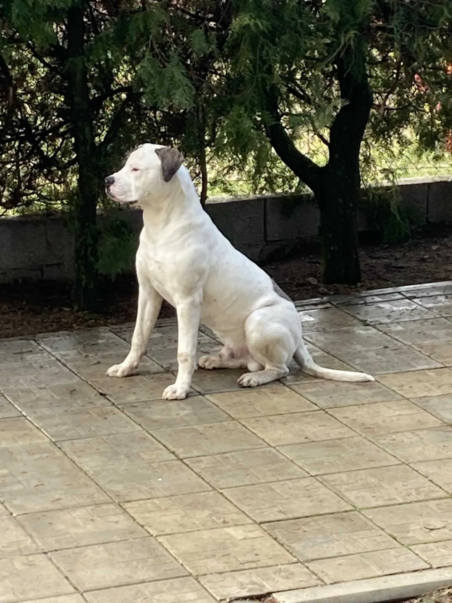 Standard típusú amerikai buldog a Facebull kennelből – 4. kép