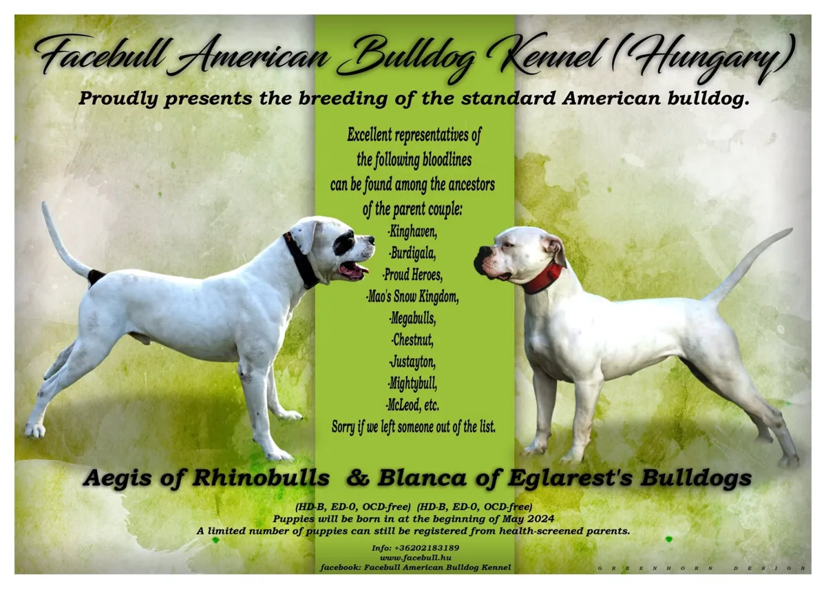 O alom fedeztetési plakátja – Aegis of Rhinobulls X Blanca of Eglarest's Bulldogs