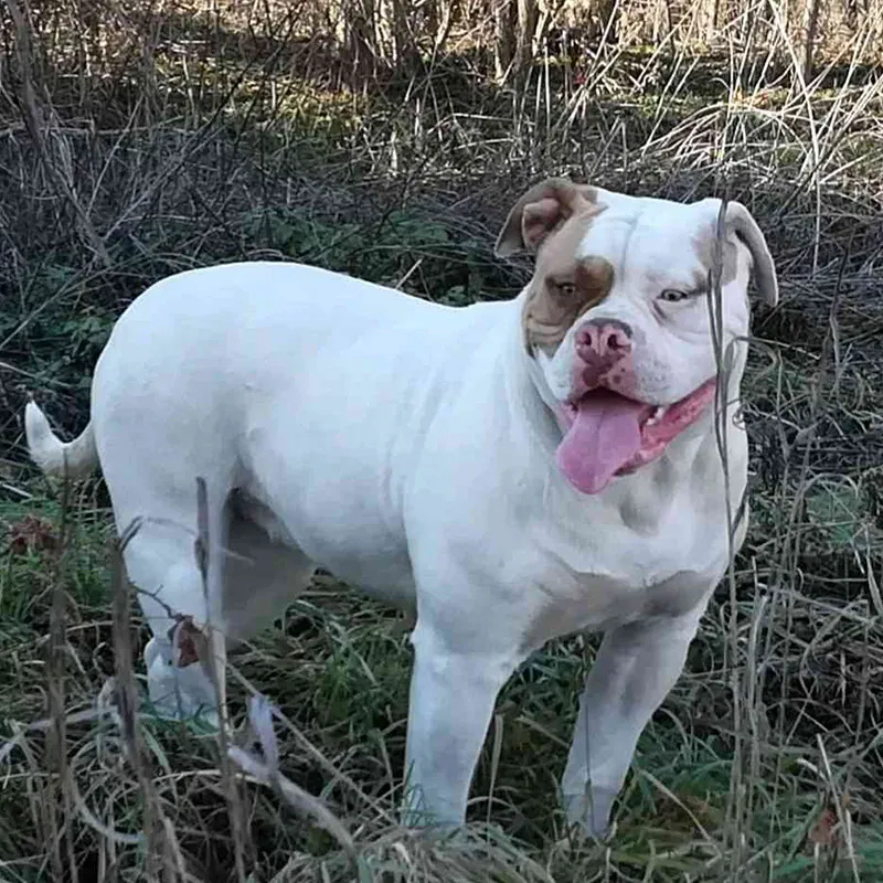 Lola – D alom amerikai buldog