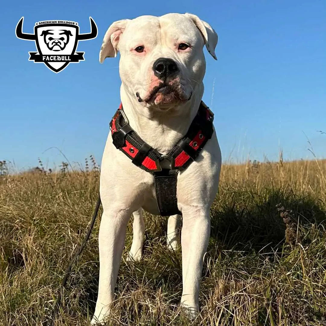 Standard típusú amerikai buldog a Facebull kennelből – 30. kép